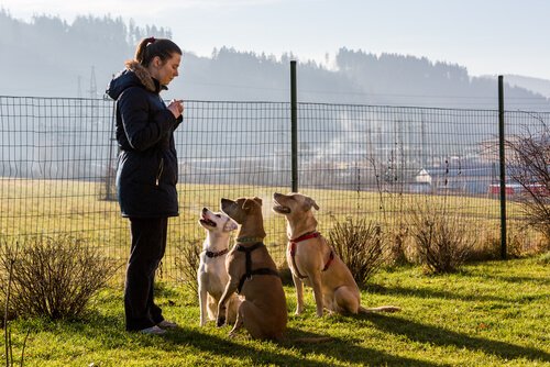 positive dog training