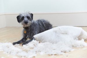 Six Behavioral Problems in Dogs