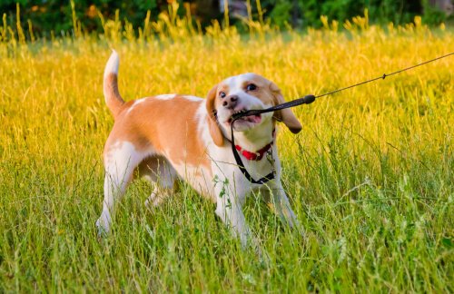 A dog tugging on his leash