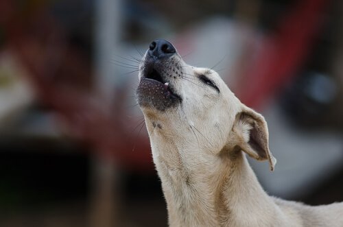 Mixed-breed dog howling