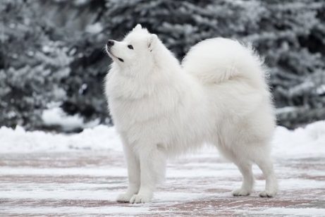 white snow dog breeds