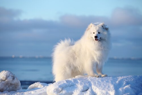 Nordic dog breeds