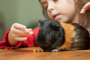 Tricks You Can Teach Your Guinea Pig