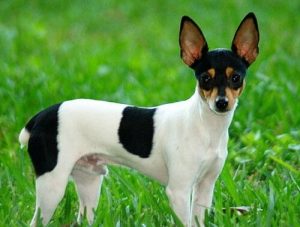 Toy Fox Terriers