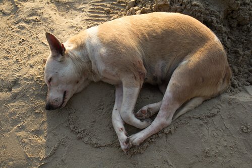 Dog sleeping on top of the sand