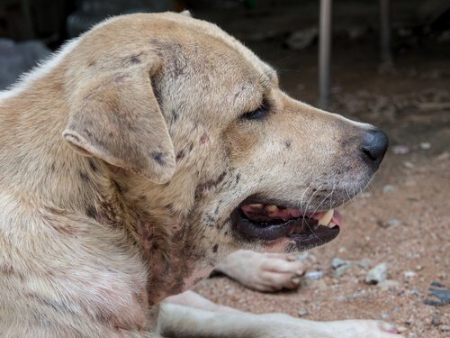 types of dog dermatitis