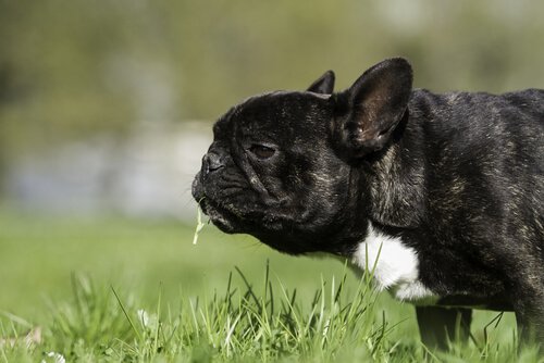  French Bulldog vomiting grass 