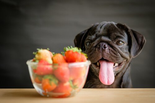  Pug staring at bowl of strawberries 