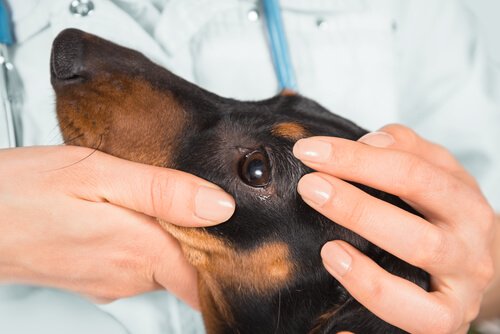 vet examining dog to see if it has pink eye