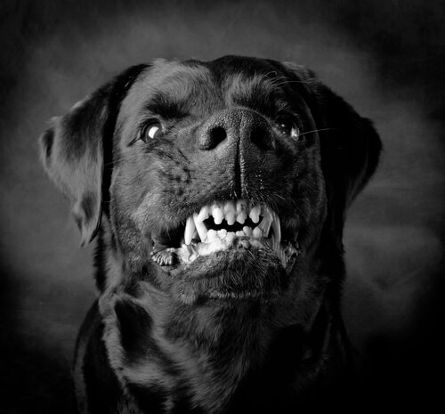 Violent Dogs: Instinct or Training?
