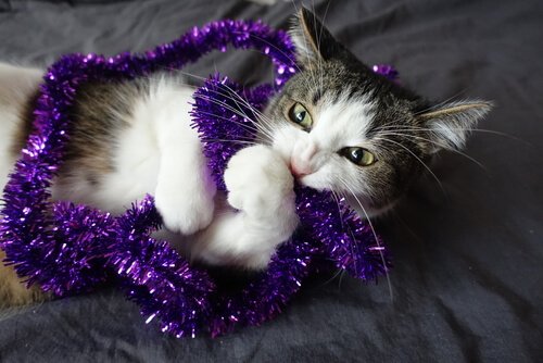 A cat chewing on a decoration