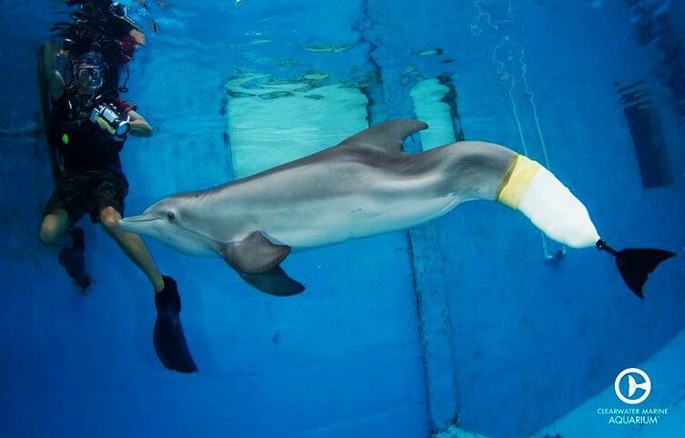 Dolphin with prostheses