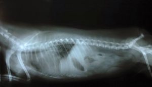 Wobbler Syndrome: Causes, Symptoms, and Treatment