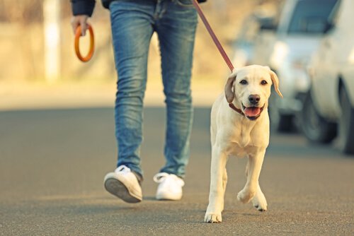 Person walking a Labrador puppy.
