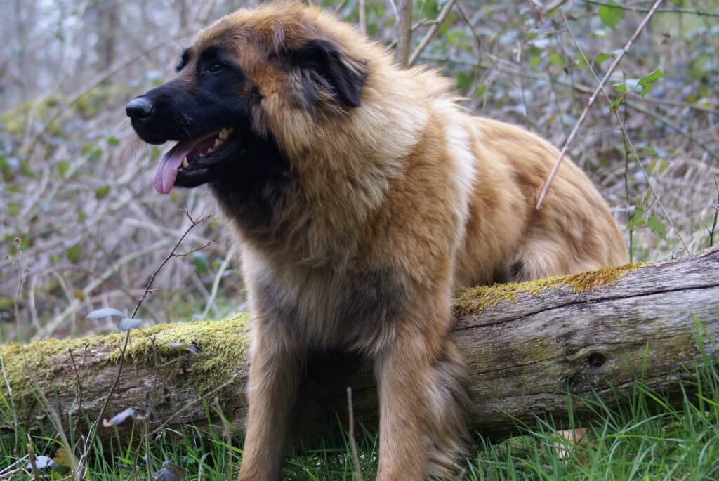 An Estrela Mountain Dog on a Branch