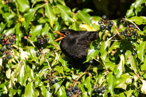 Blackbird in a bush, one of the birds with the prettiest birdsongs