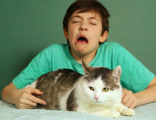 Boy sneezing next to cat
