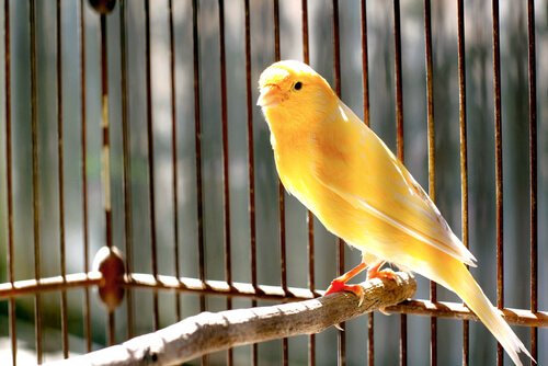 Canaries on a branch