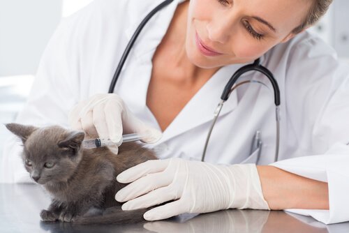 Seven Common Diseases in Cats