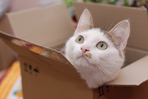 Cat looking up out of a box because cats like boxes