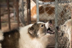 What To Do If Your Dog Becomes Aggressive