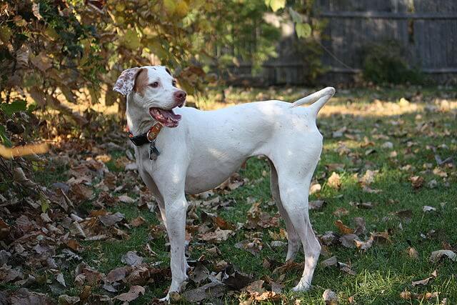 Dog in a leafy garden