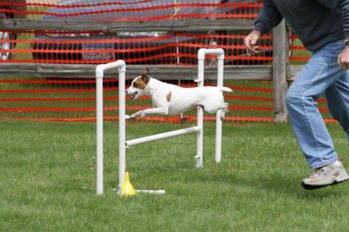 Dog jumping a hurdle