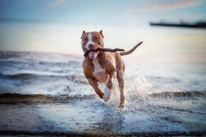 Favorite Games And Activities For Dogs