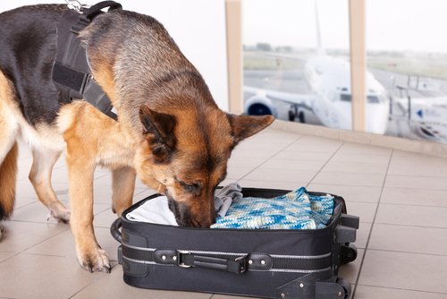 Dog sniffing inside a suitcase