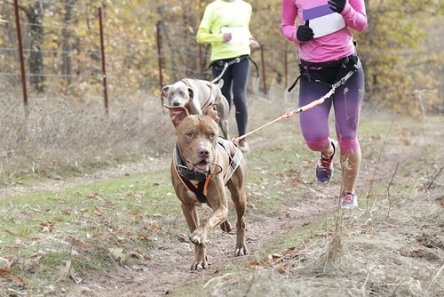 Dogs running with owners