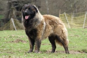 The Estrela Mountain Dog: Large and Hard-working