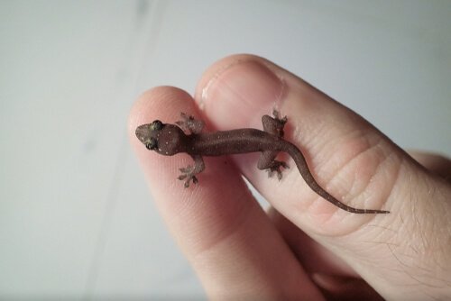 Gecko on fingers