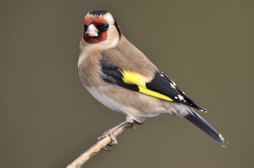 Goldfinch on a small branch