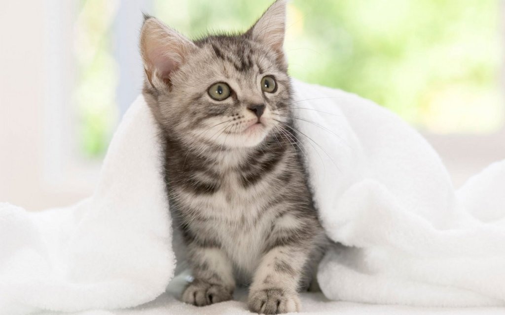 Kitten under a blanket