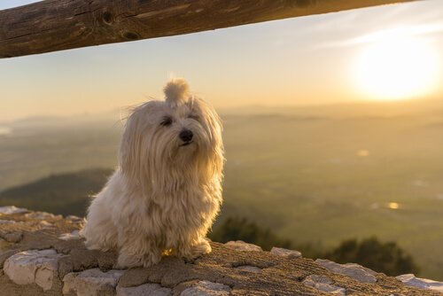 perfect dogs for small apartments: Maltese in front of a sunset