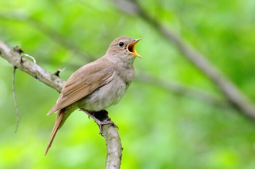 Nightingale on a branch