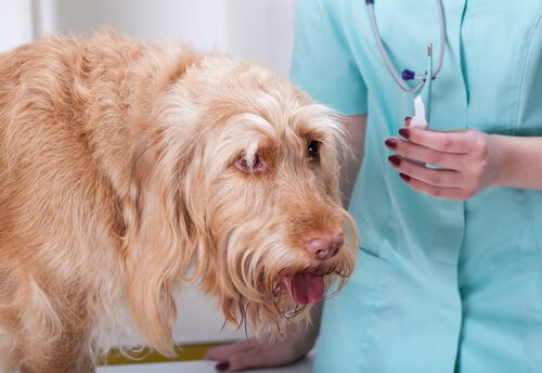Sick-looking dog with vet