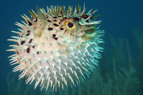 Spiky blow-fish
