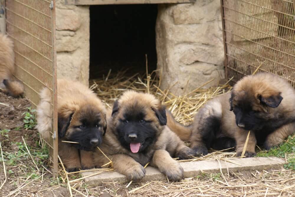 are yak bones safe for a estrela mountain dog