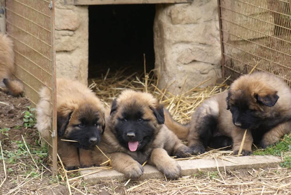 Three Estrela Mountain Dog puppies