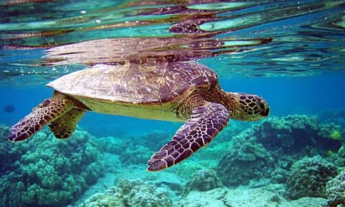 A sea turtle swimming