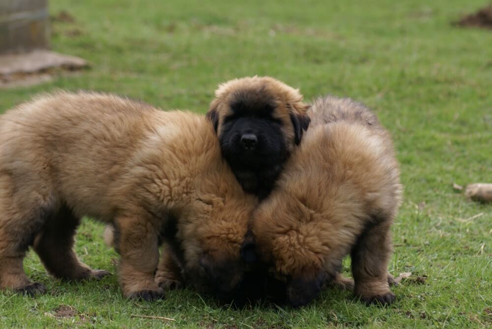 Two Estrela Mountain dog puppies