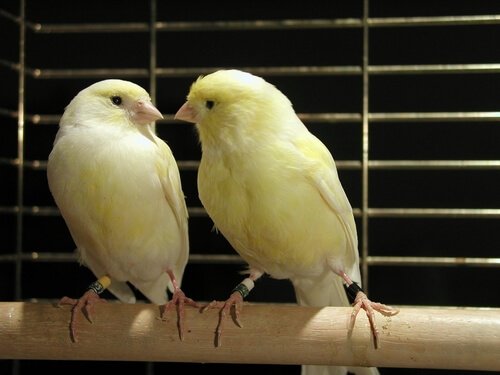 Tips for Breeding Canaries
