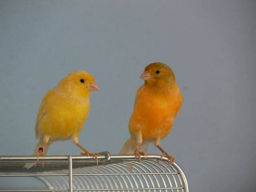 Two canaries together for the purposes of breeding canaries