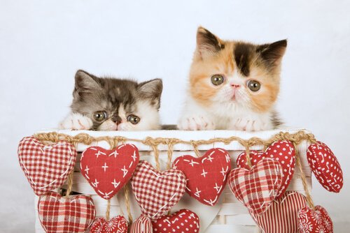Two cats in a decorated box