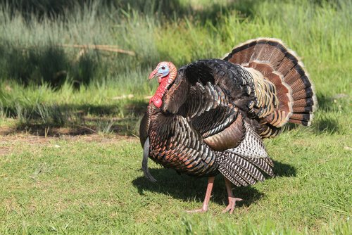 The 8 Most Desired Turkey Breeds