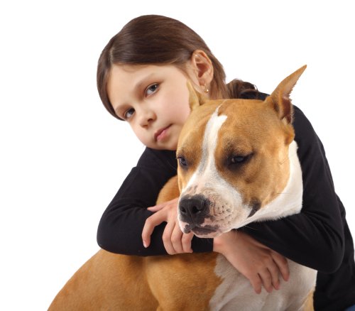 How to Raise a Pit bull