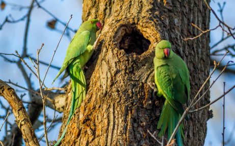 Kramer Parrots on a tree