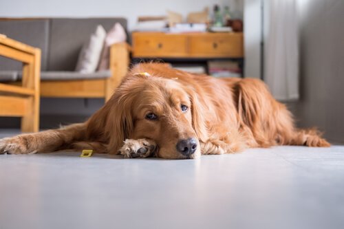 Your Pet's Sedentary Lifestyle