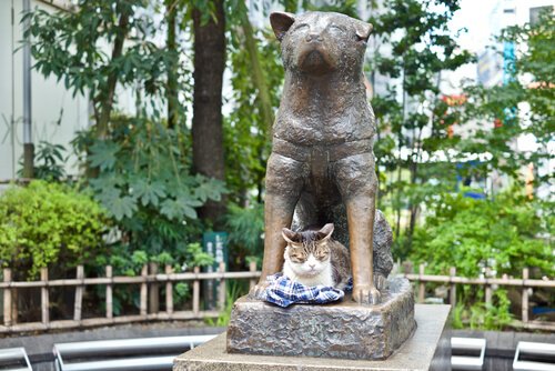 4 dogs that followed in Hachiko's footsteps